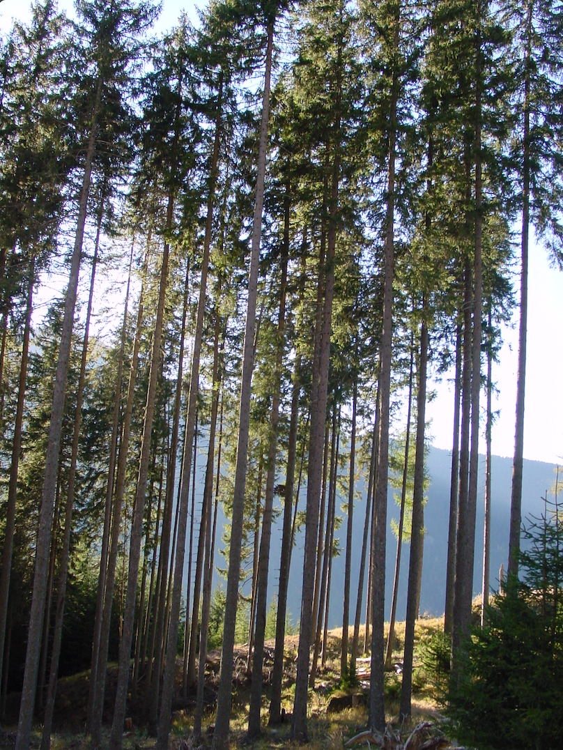 Selezione dei tronchi di risonanza